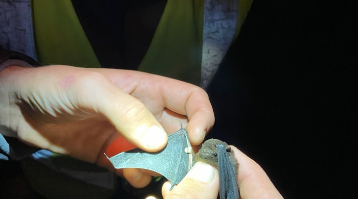 Close up of a tiny pekepeka being gently held by trained bat handlers. 
