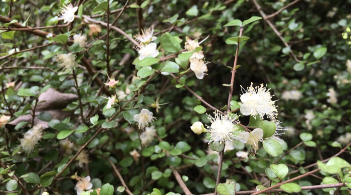 A close-up of a plant with small green leaves and white fluffy flowers on dense, thin, brown branches.