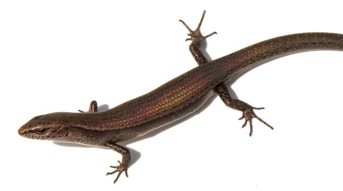 A long skinny plague skink.