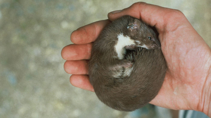 A weasel curled up in someone's hand.