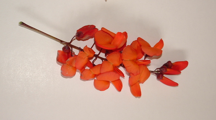 A close up of the orange flowers of Brazilian rattlebox.
