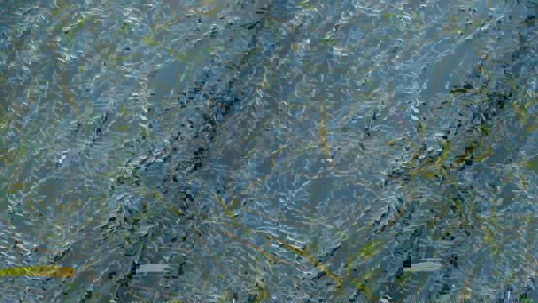 Curled pondweed underwater.