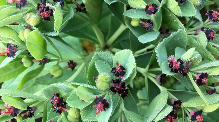 Close-up of green leaves with dark purple-red flowers and buds, all covered in fresh rain drops.