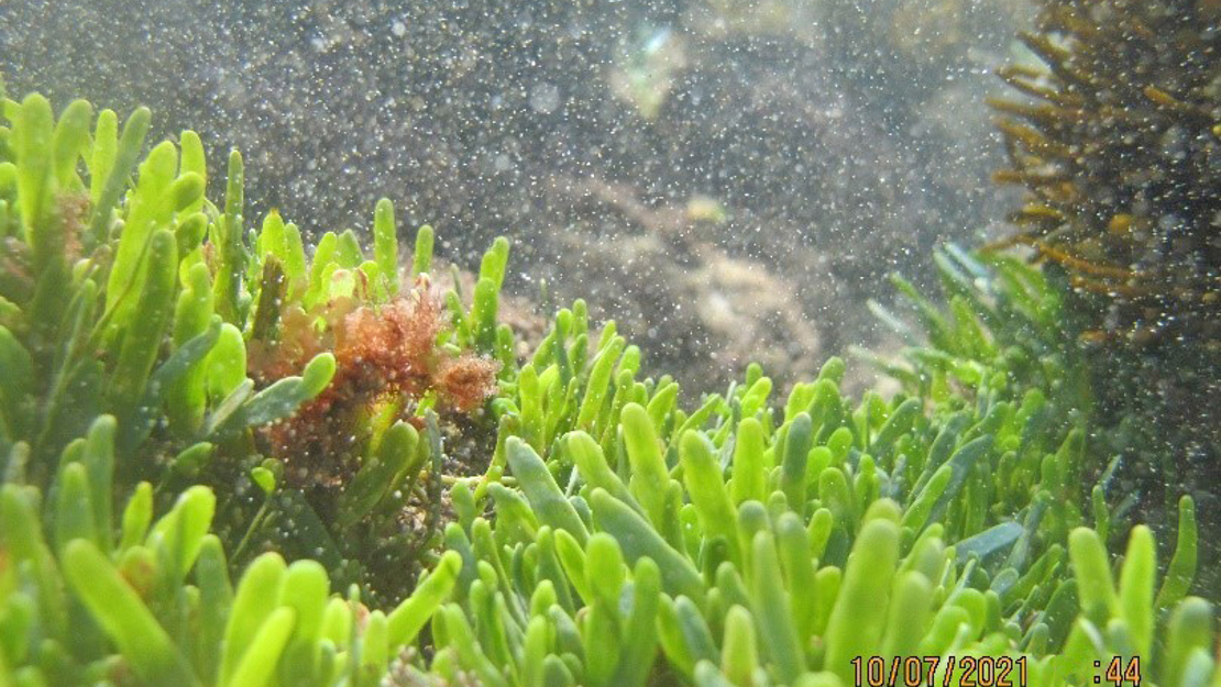 Exotic Caulerpa under water.