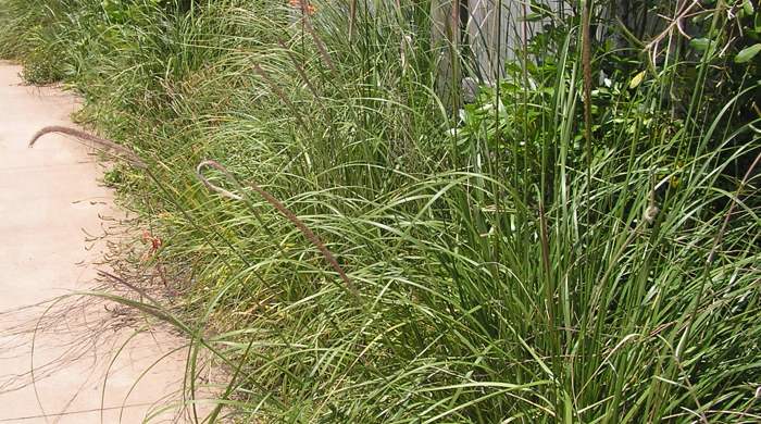 African feather grass lined up between a pavement and a fence.