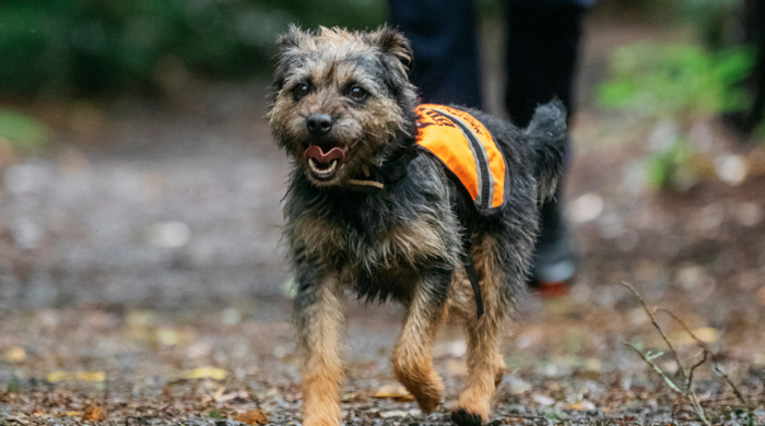 Pipi, an Auckland Council conservation dog, running along a dirt path closely followed by its handler.