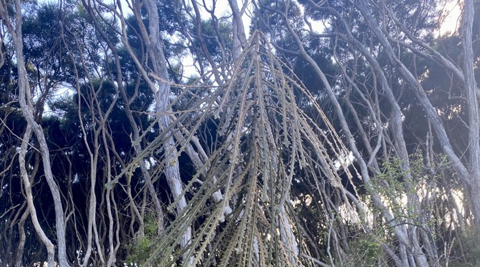 A plant grows upright in the bush with many long, narrow, serrated leaves that come out of the 'trunk' and point downwards.
