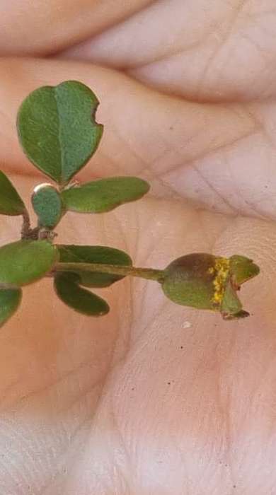 A close up of a branch of a plant being held in a hand, with small green leaves - one leaf if deformed and has a yellow substance on it.