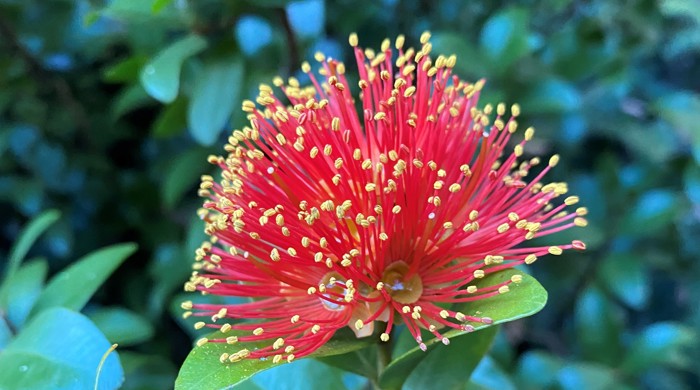 Close-up of a cluster of bright red pohutukawa-like flowers with yellow tips, coming from a green leaved branch.