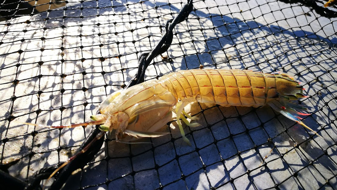 A Japanese mantis shrimp caught in a fishing net.
