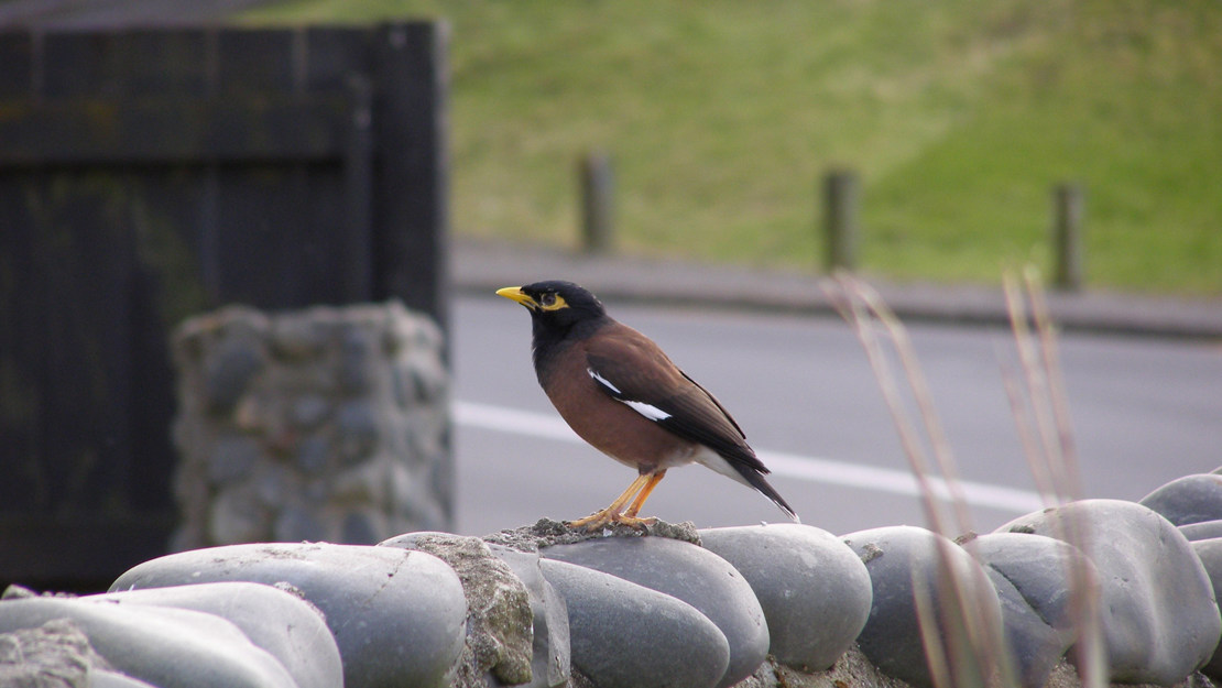 Myna standing on a stone wall.