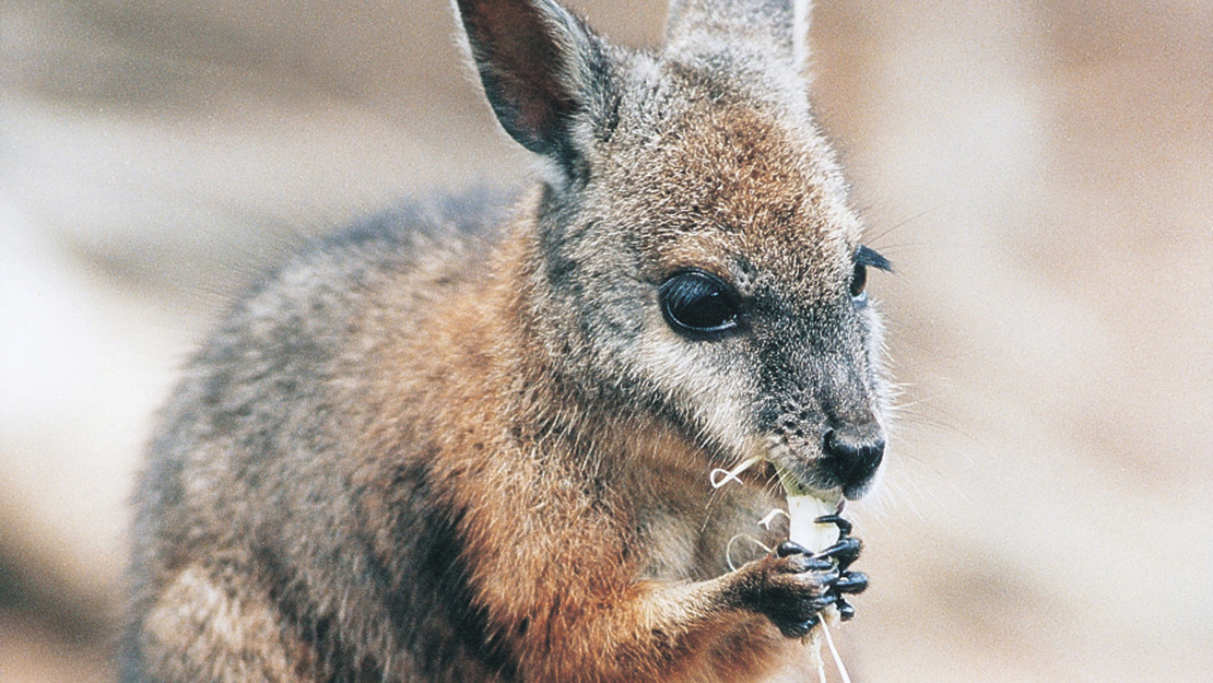 A close up of a Dama wallaby eating young shoots of some native plants