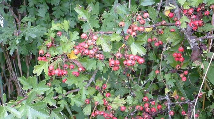 Hawthorn branch covered in mature berries.