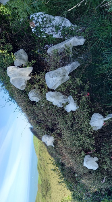 A twiggy plant with green leaves has a number of white mesh bags attached to branches.