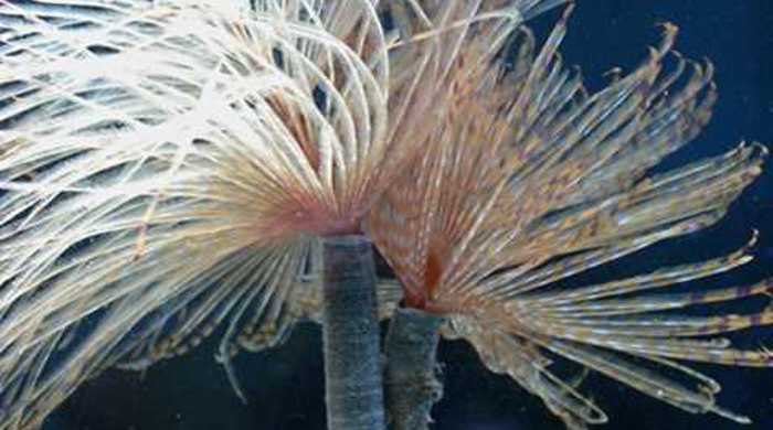 Mediterranean fan worm with filaments out.