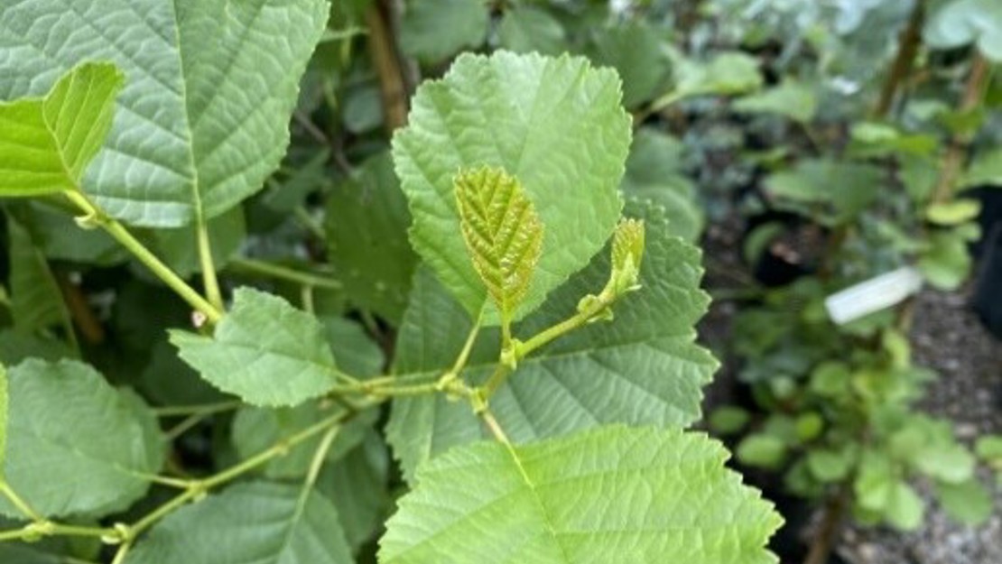 A photo showing the green leaves of the Alder tree.