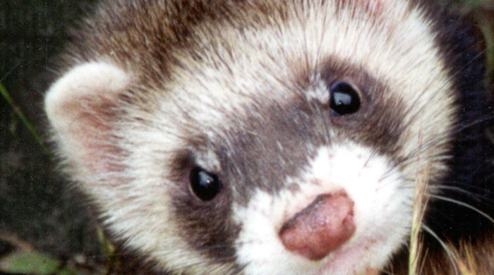 A ferret with white rings on its face looking up.