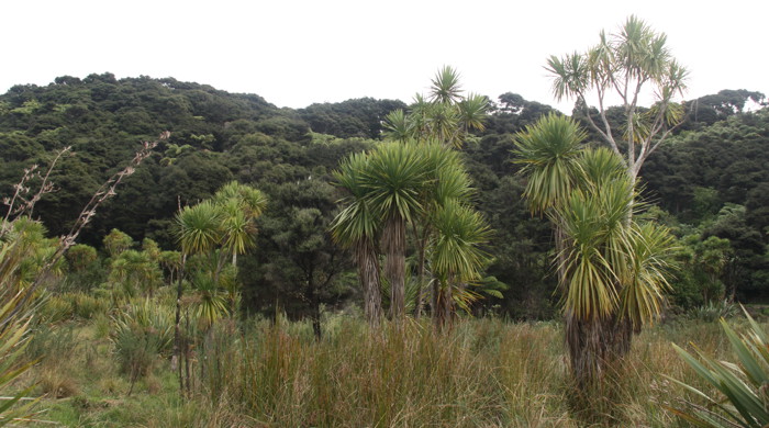 Sedgeland, cabbage trees and scrub.