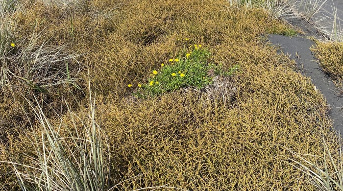 A yellow-green ground cover spreads across a sand dune along with the native spinifex plant.