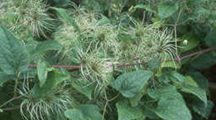 Mature Old Man's Beard seed heads.