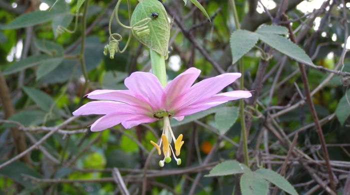 A banana passionfruit flower hanging upside down with a juvenile shield bug perched on the leaf above it.