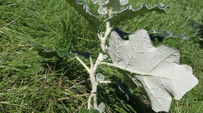 A young White Edged Nightshade growing in a field.