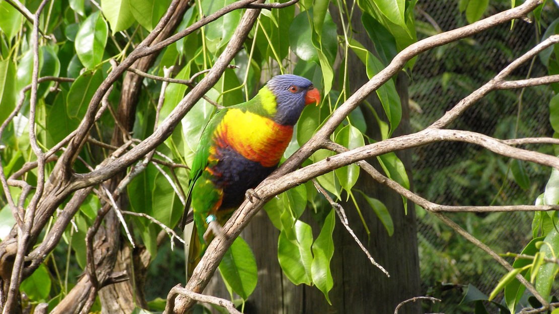 Rainbow lorikeet in tree branches looking sideways at camera.